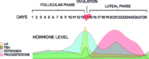 Zyklusphasen und Hormone