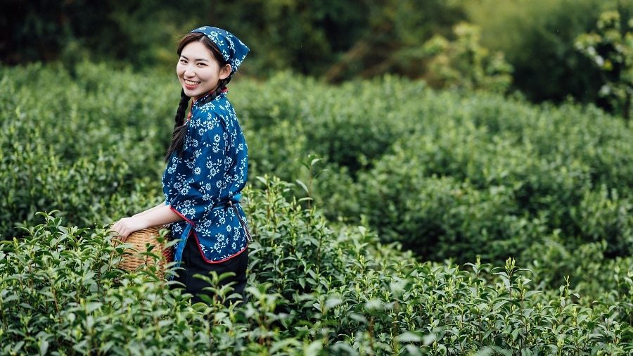 A HISTORY OF TEA - FROM MYTH TO MODERN DAY