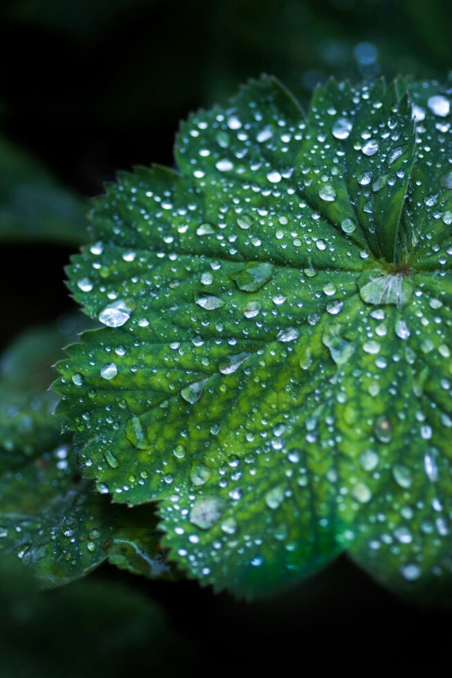 Frauenmantel Alchemilla